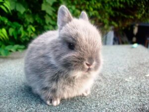 fotografía conejo gris joven en suelo