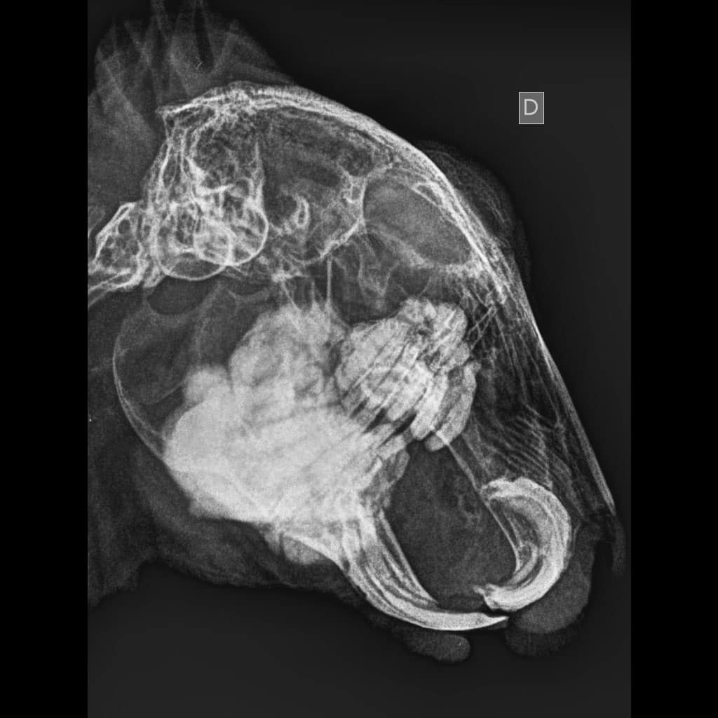 Radiografía pequeños animales conejo