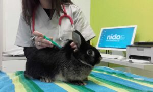 Vacunación conejo en clinica nido fiebre vírica