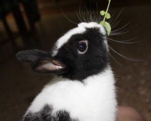 conejo blanco y negro comiendo un brote