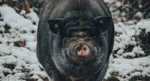 Imagen cerdo negro sobre paisaje nevado