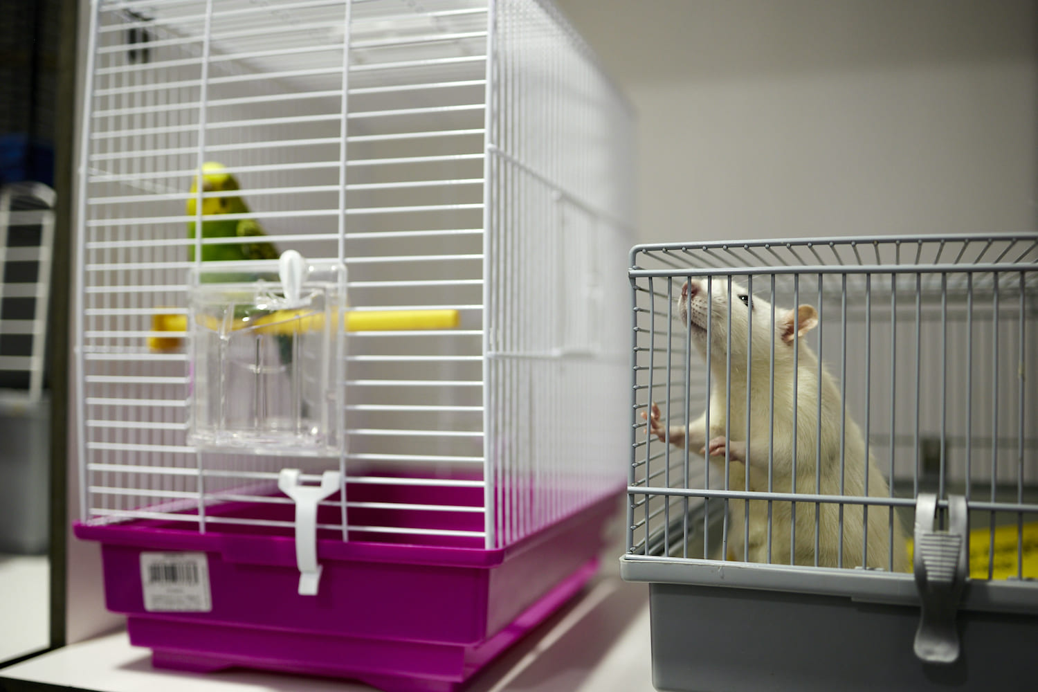 Hospitalización hamster y loro en veterinaria.