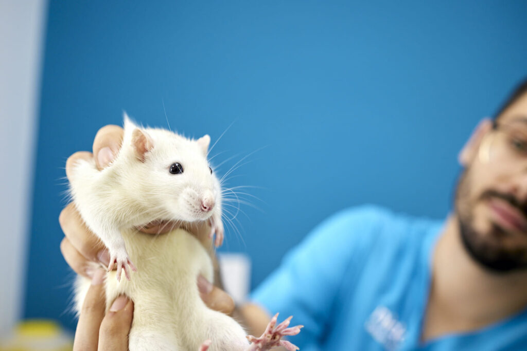 Veterinario sosteniendo un roedor.