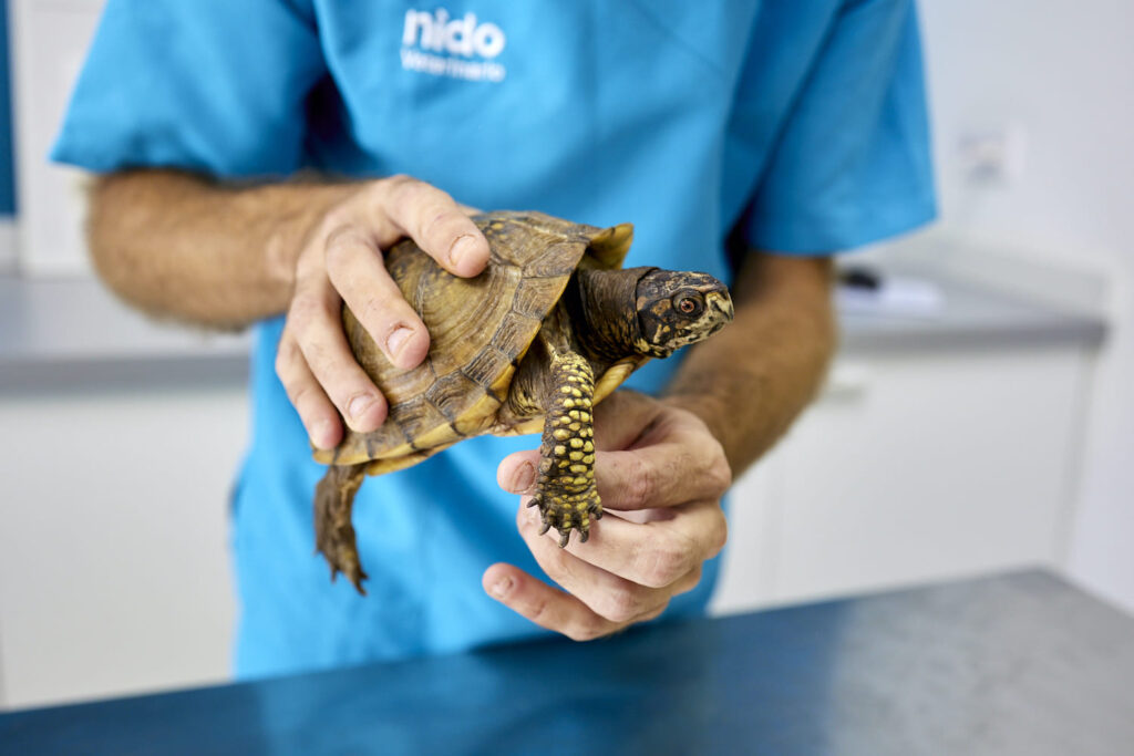 Veterinario sosteniendo una tortuga de tierra.