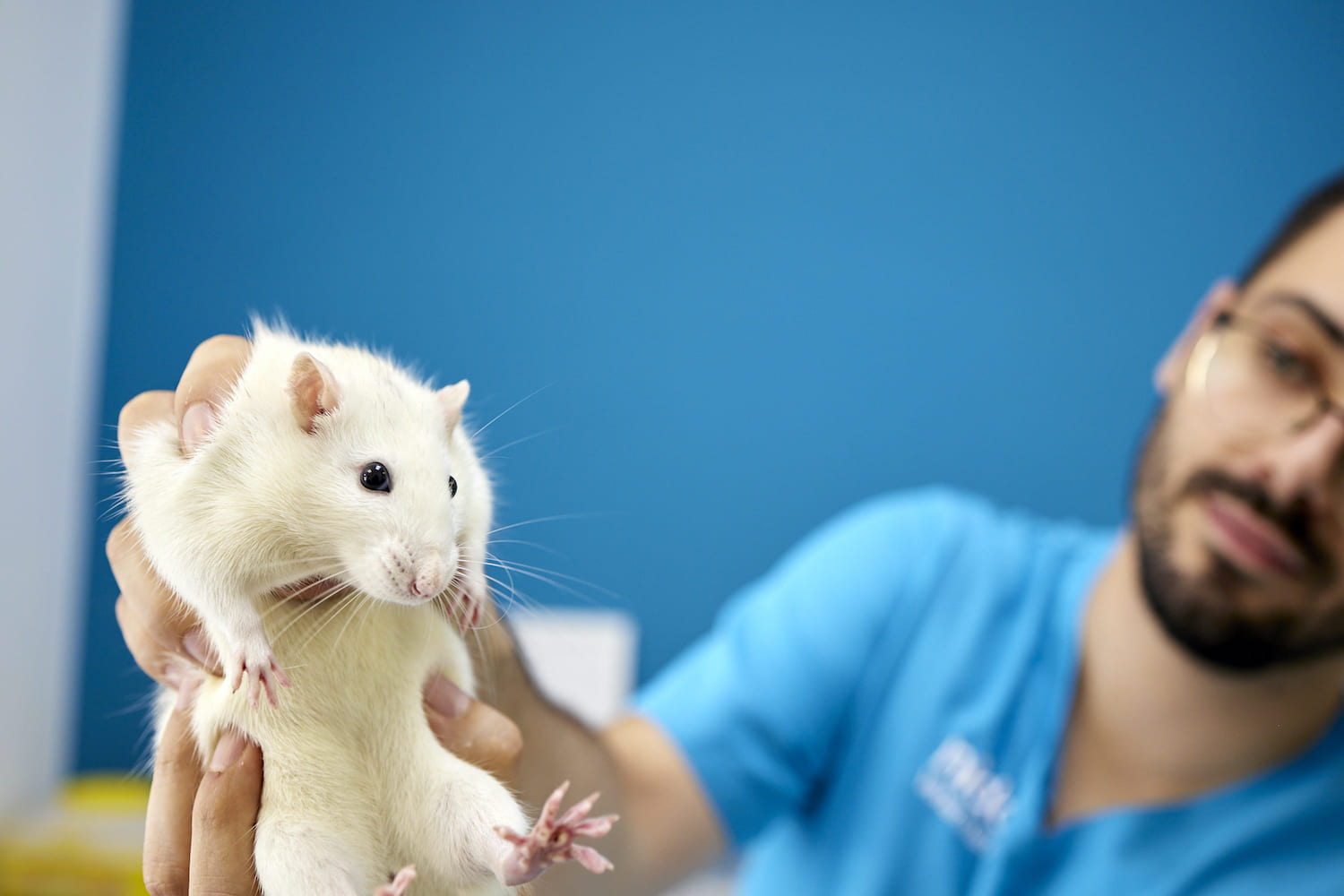 Fotografía de veterinario sosteniendo un roedor. 