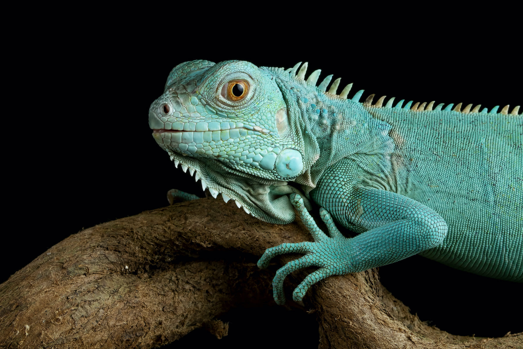 fotografía iguana azul sobre madera.